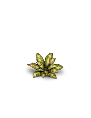 Laser Plants - Dumb Cane